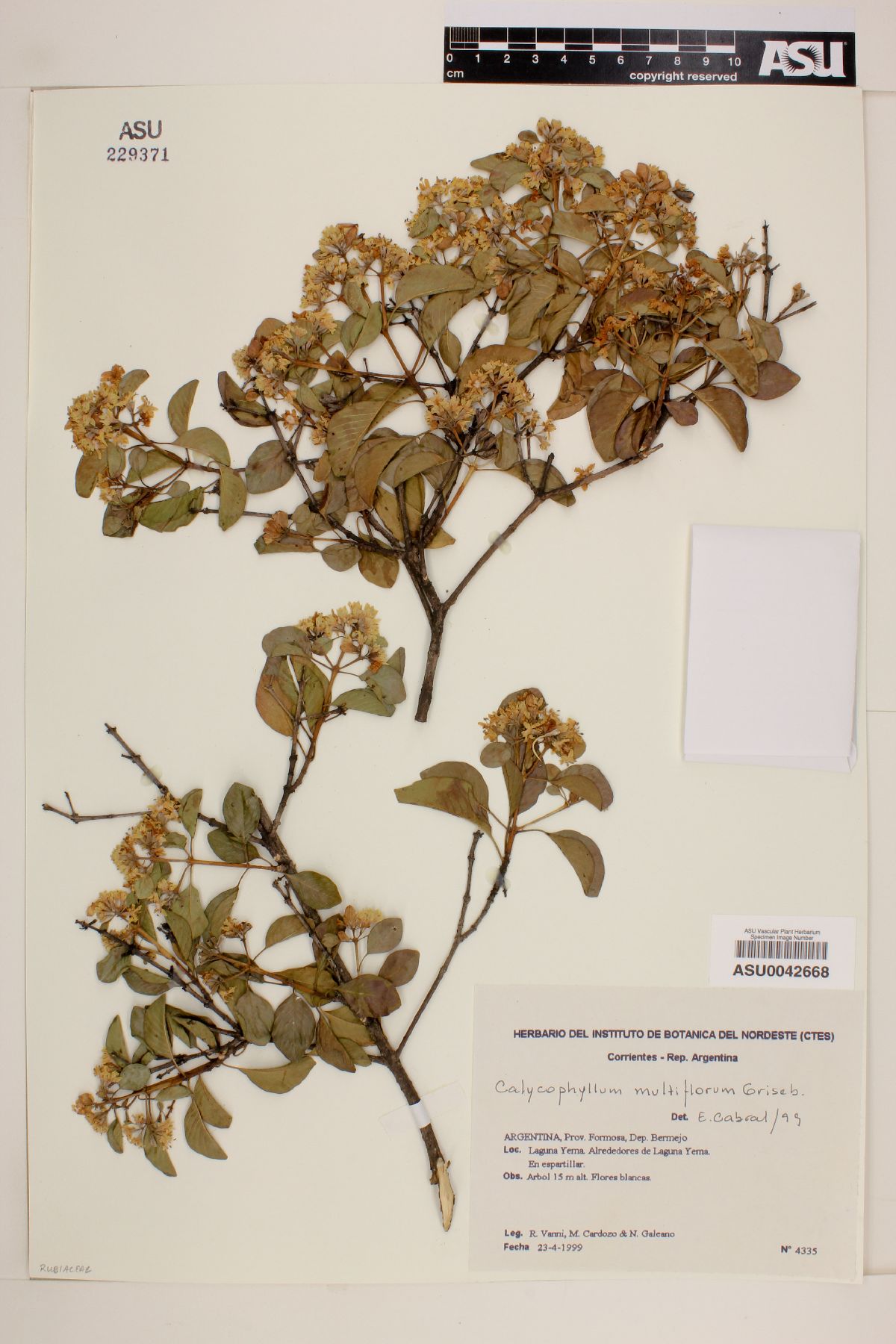 Calycophyllum multiflorum image