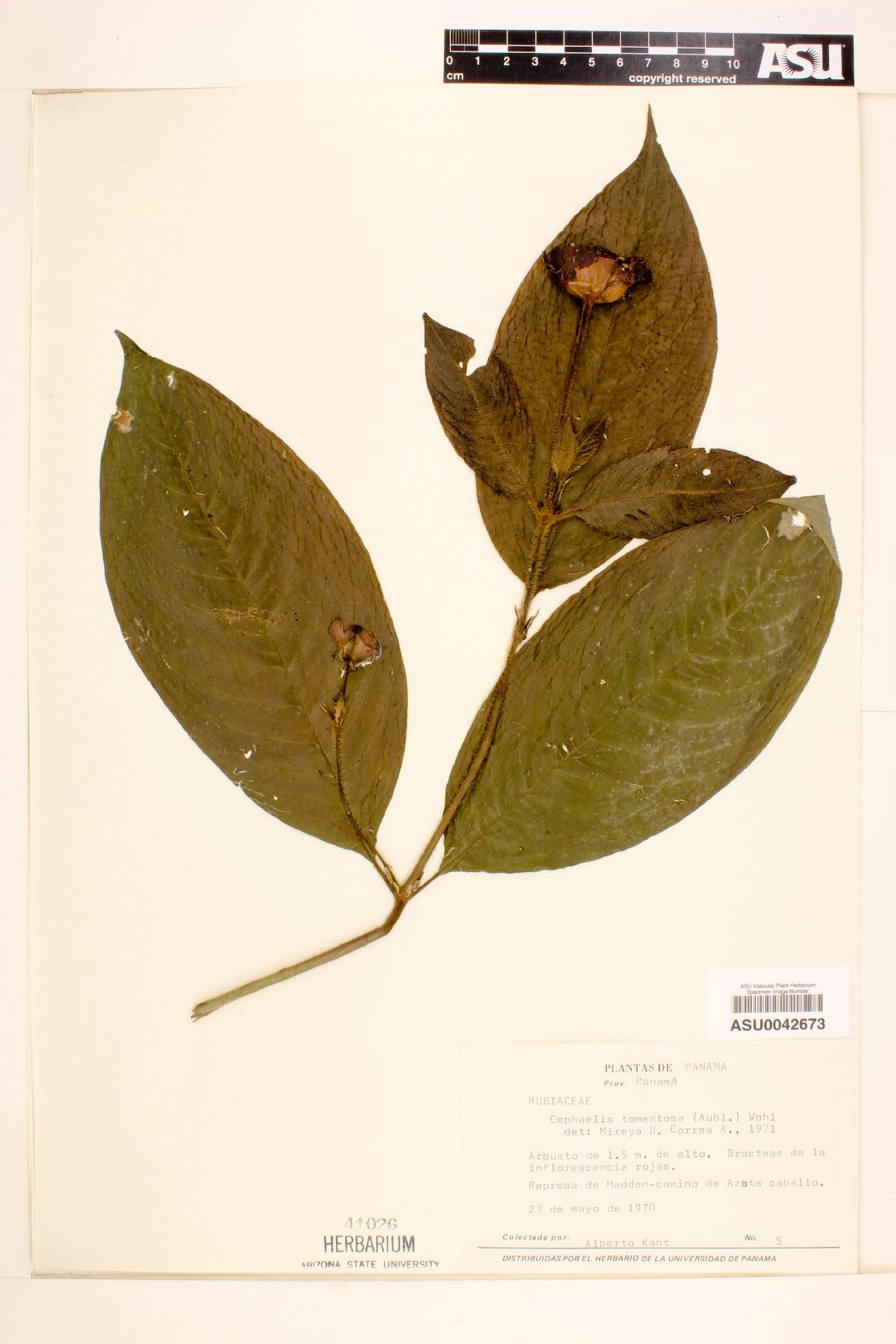 Psychotria poeppigiana image