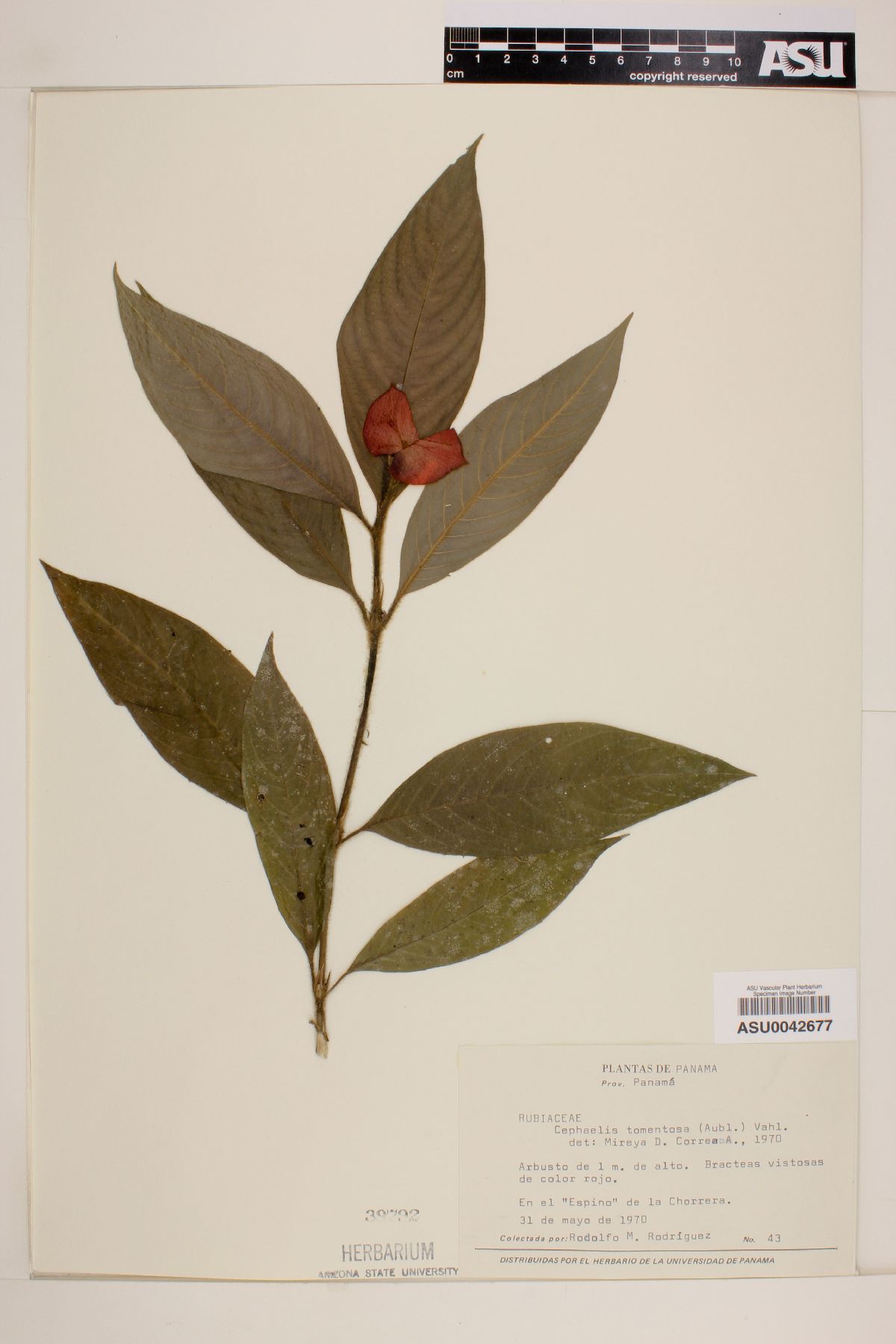 Psychotria poeppigiana image