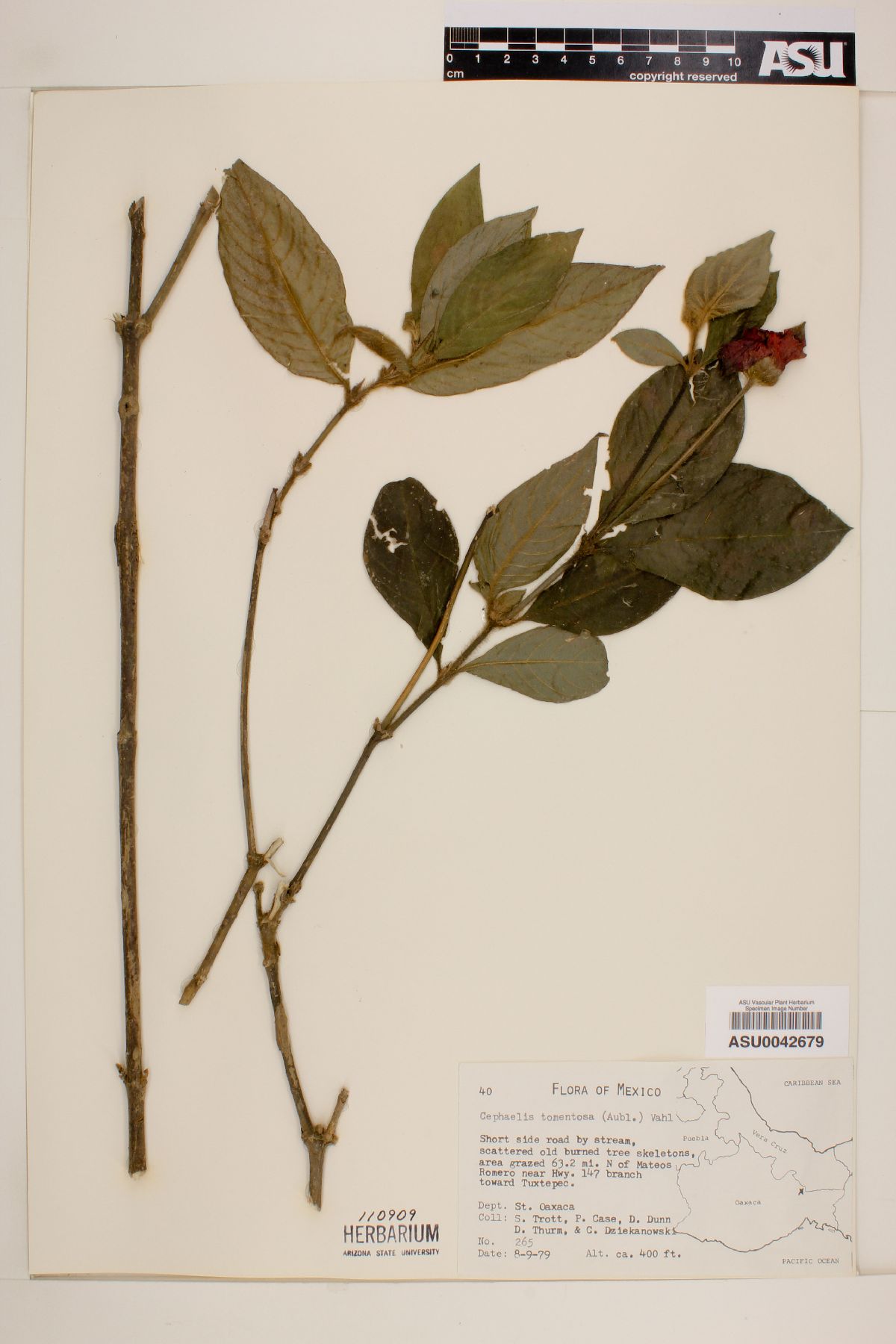 Psychotria poeppigiana image