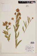 Cephalanthus occidentalis var. salicifolius image