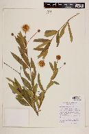 Cephalanthus salicifolius image