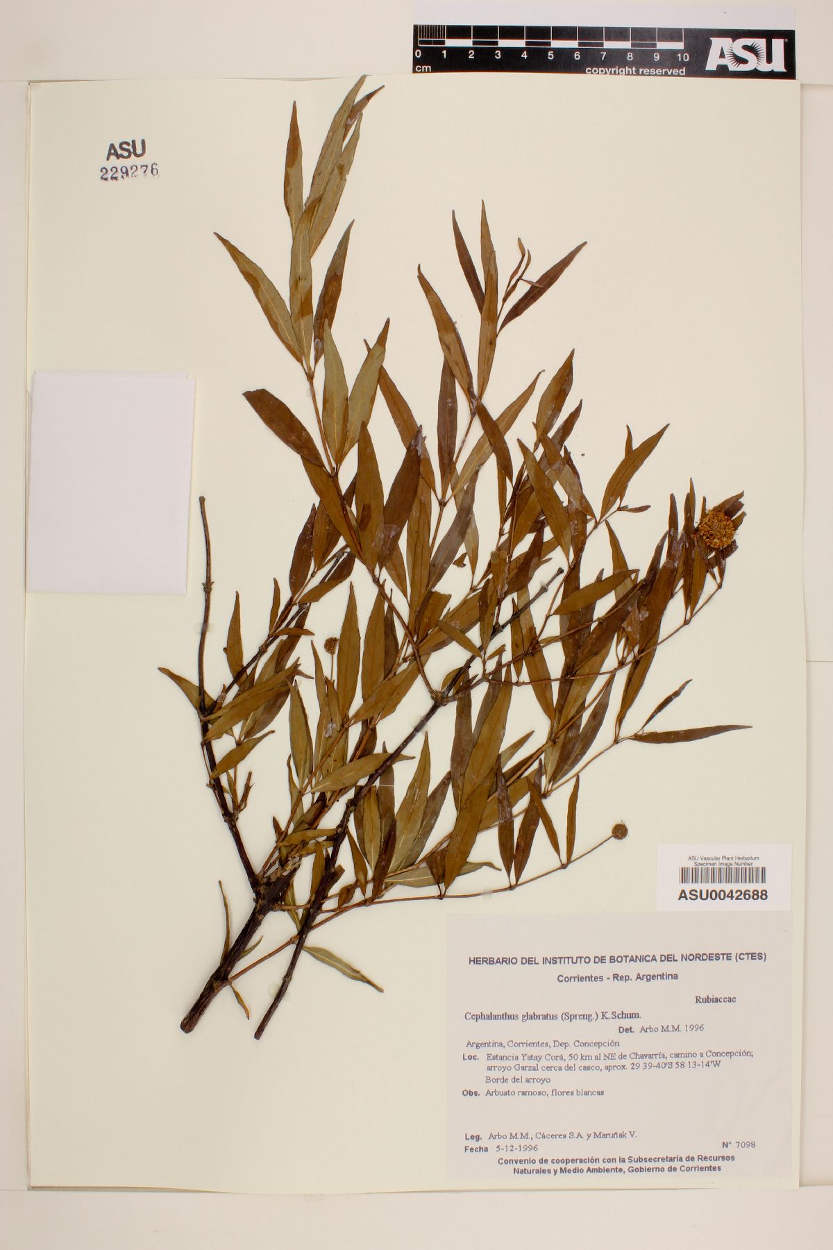 Cephalanthus glabratus image