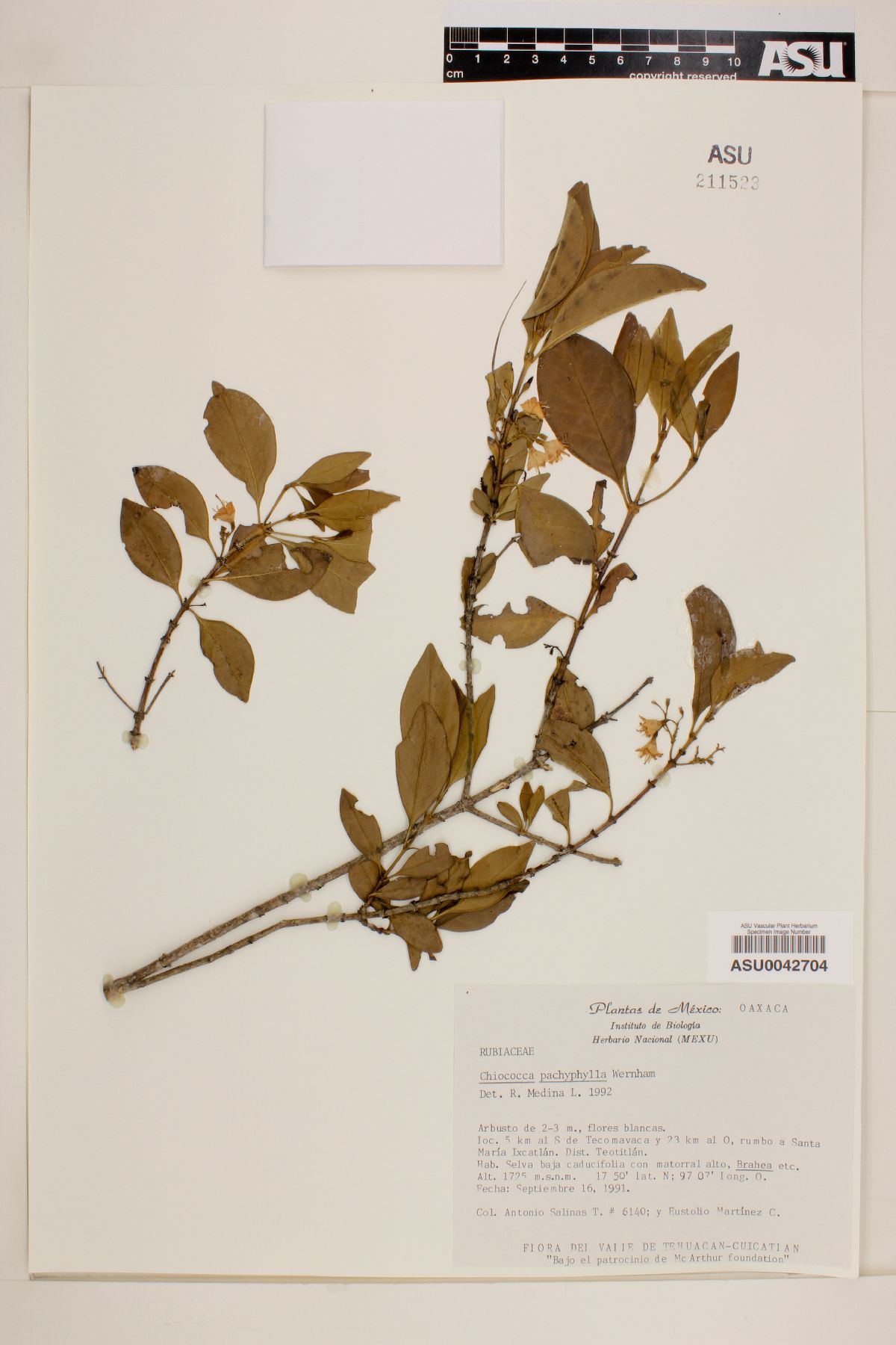 Chiococca pachyphylla image