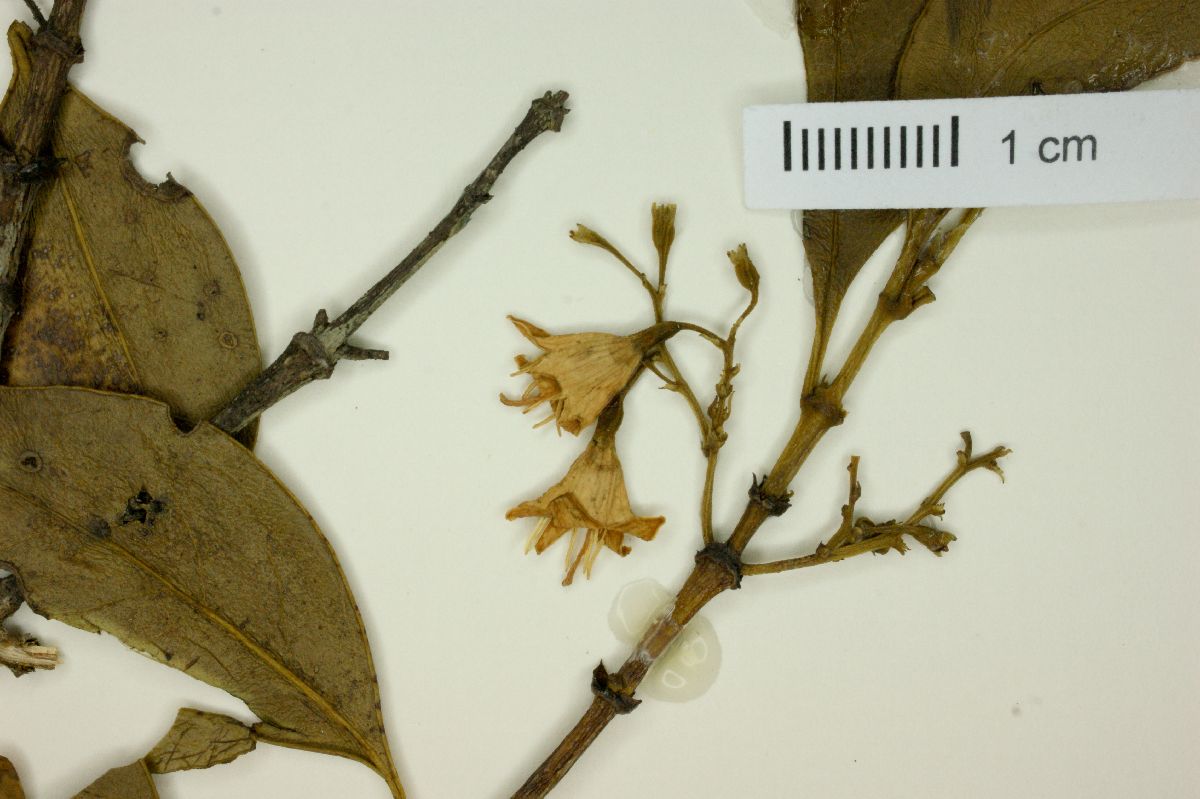 Chiococca pachyphylla image