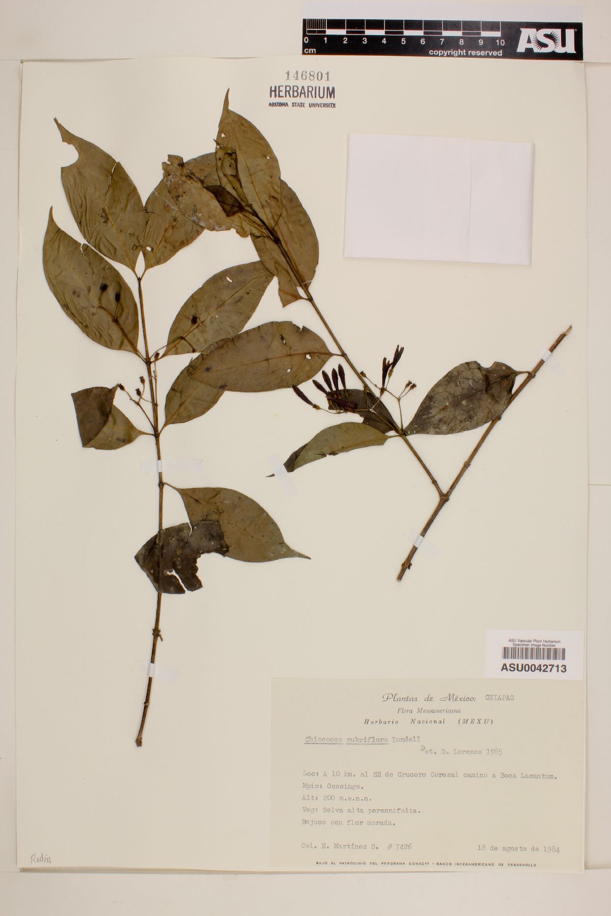 Chiococca rubriflora image