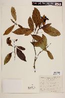 Chione mexicana image