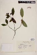 Chione mexicana image