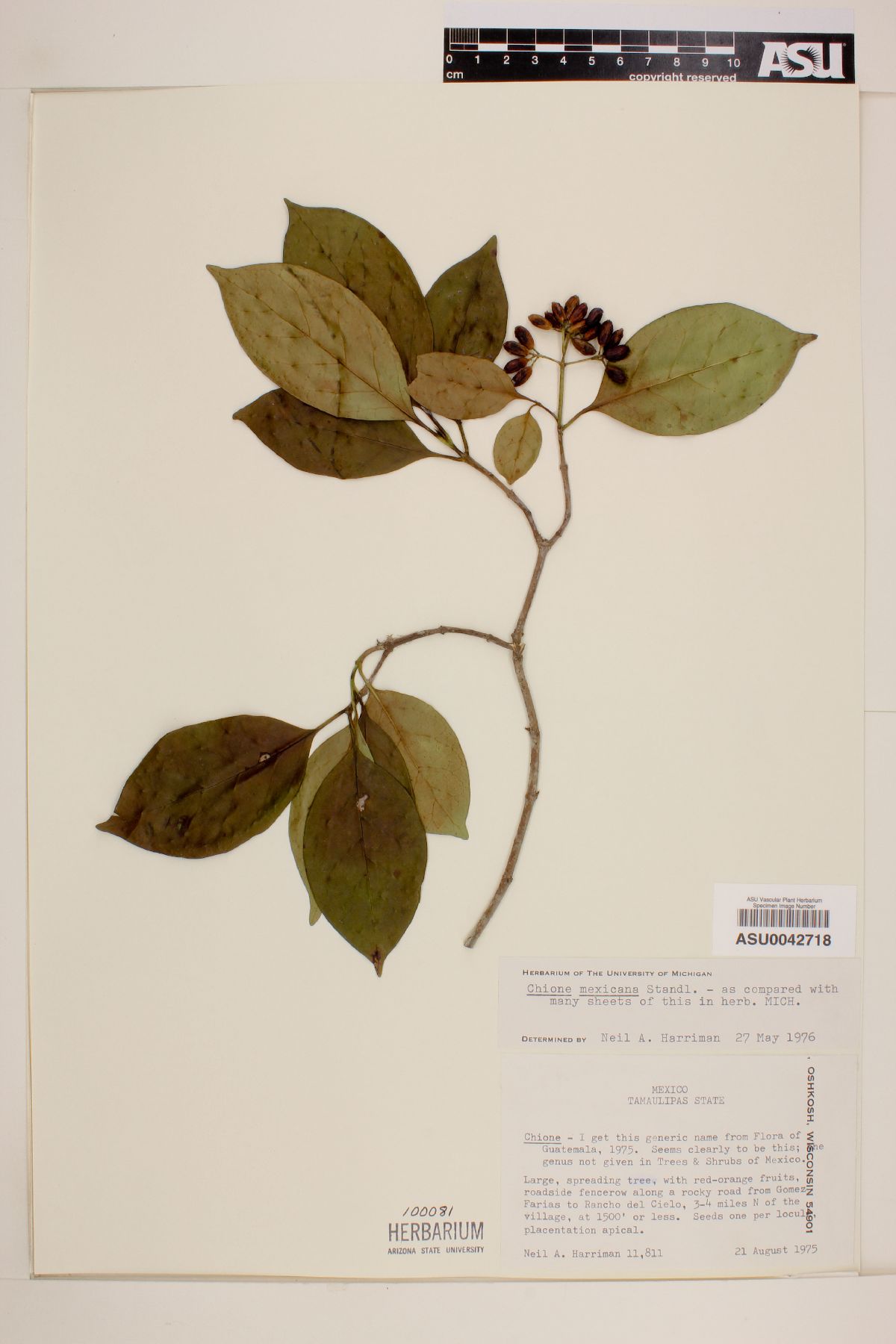 Chione mexicana image