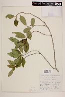 Chione mexicana image