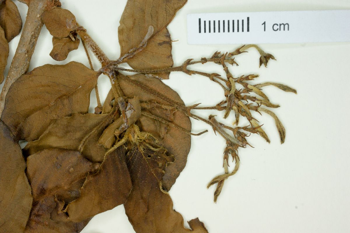 Chomelia pohliana image