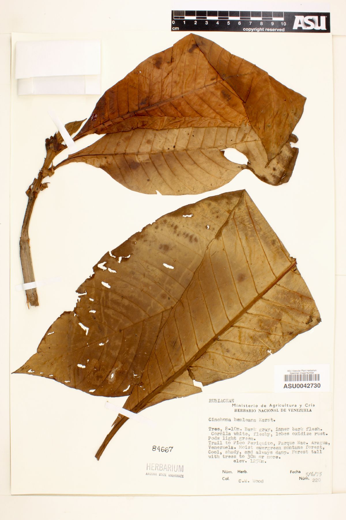 Ladenbergia muzonensis image