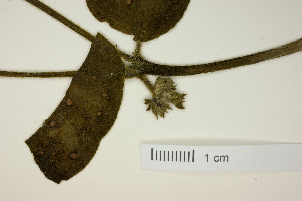 Coccocypselum lanceolatum image