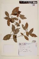 Cordiera concolor image