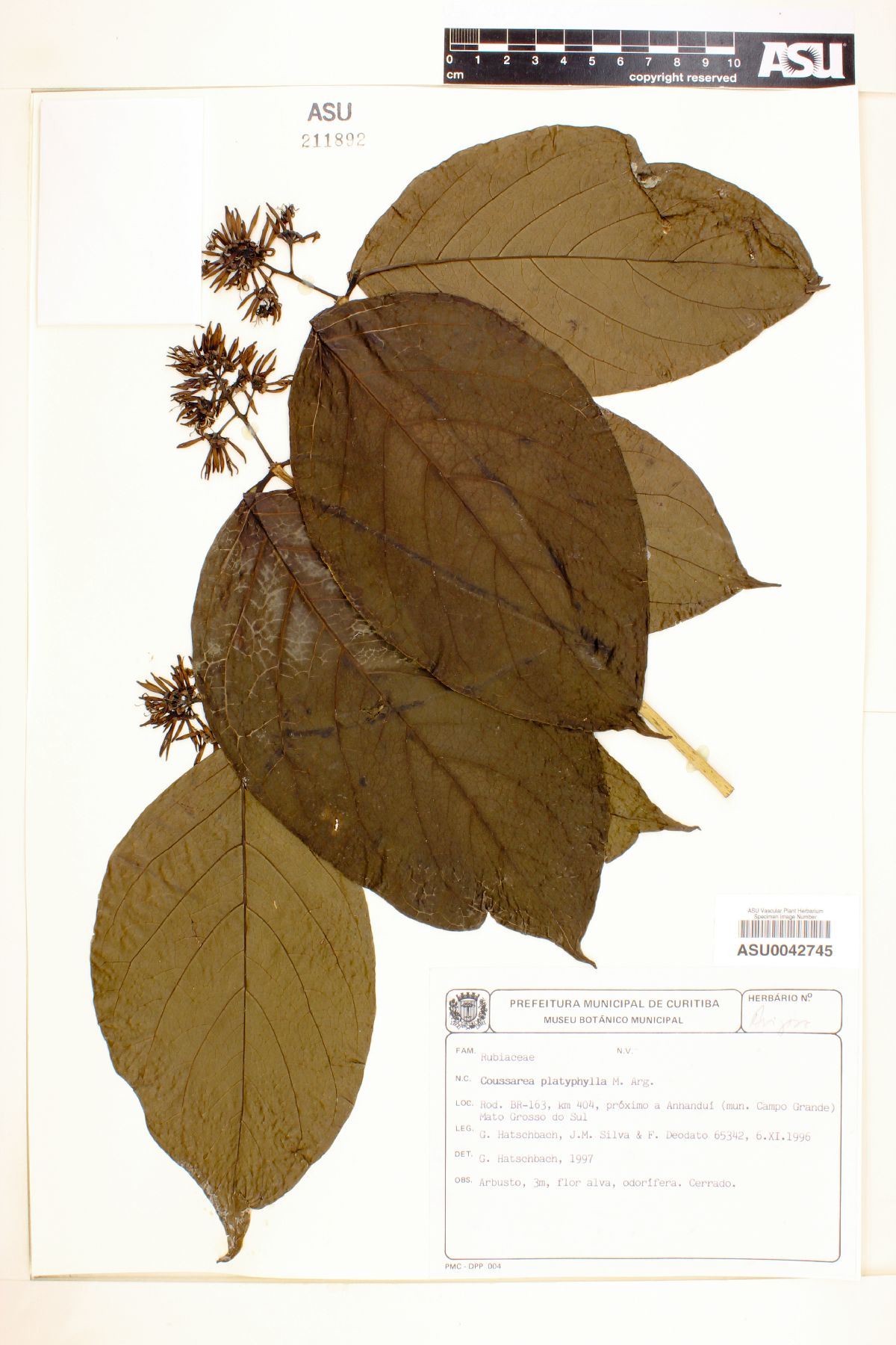 Coussarea platyphylla image