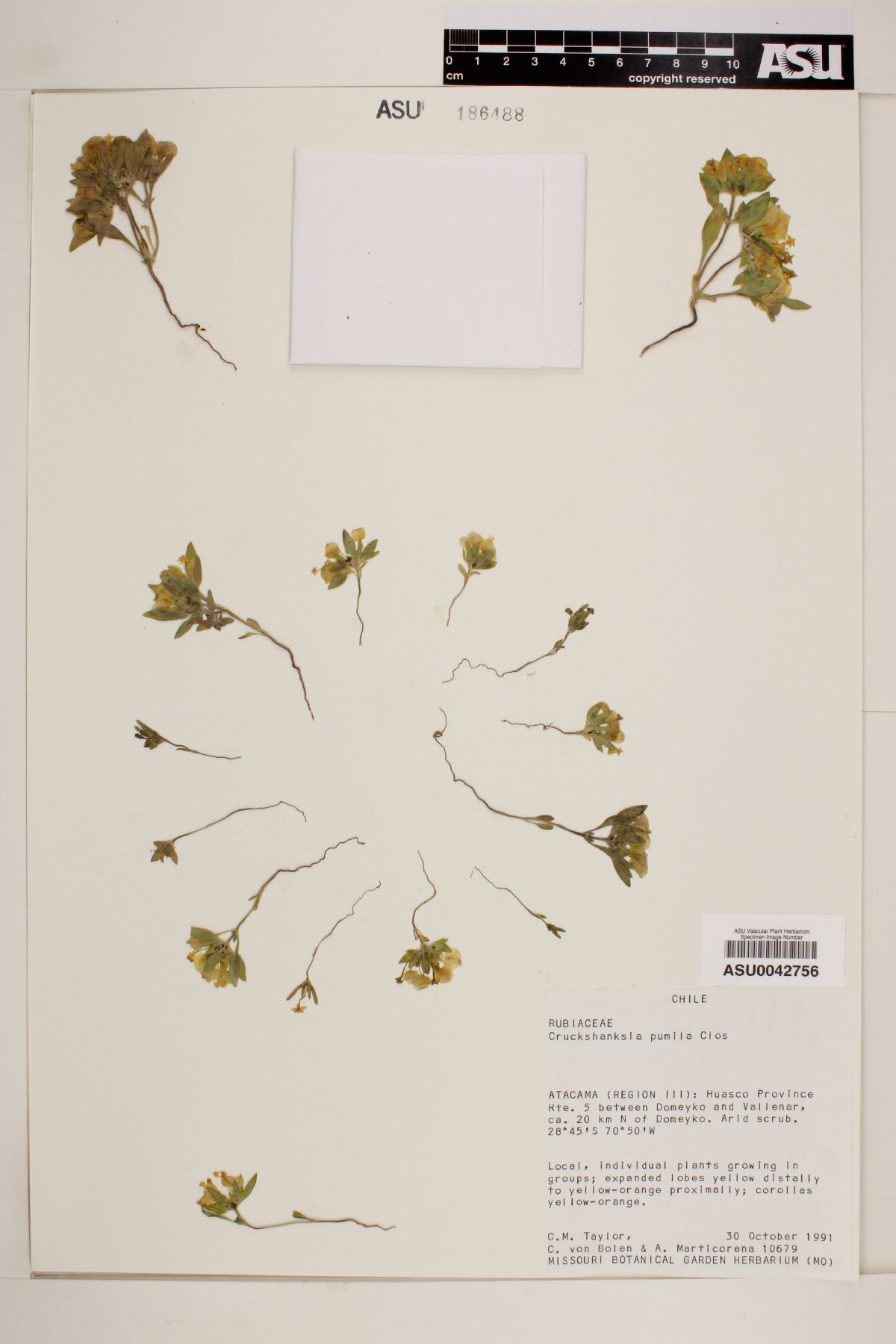 Cruckshanksia pumila image