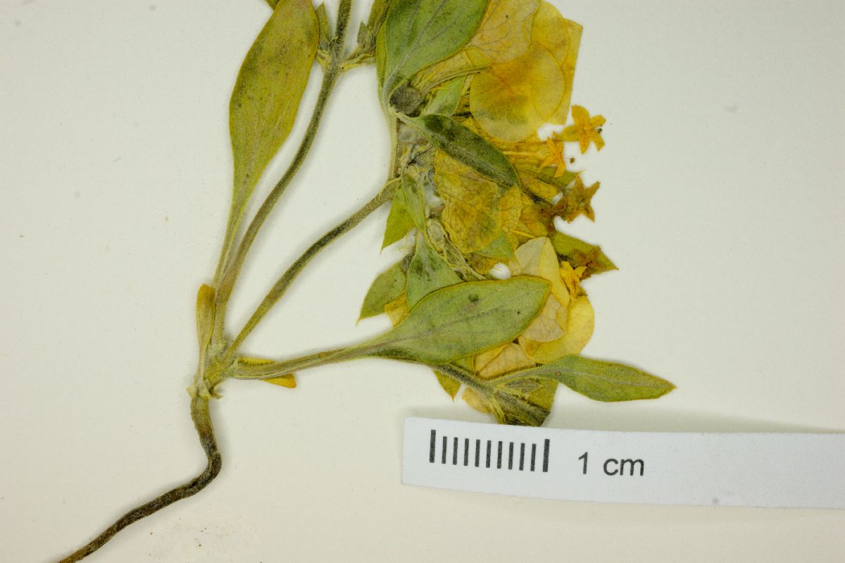 Cruckshanksia pumila image