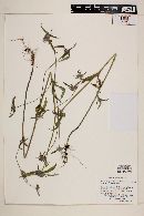 Crusea hispida var. hispida image