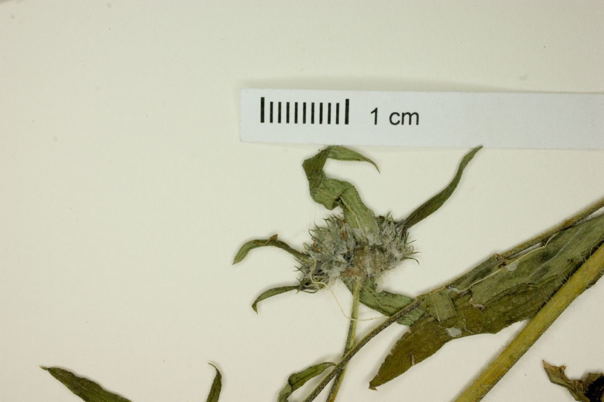 Crusea hispida var. hispida image