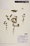 Crusea longiflora image