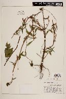 Image of Crusea lucida