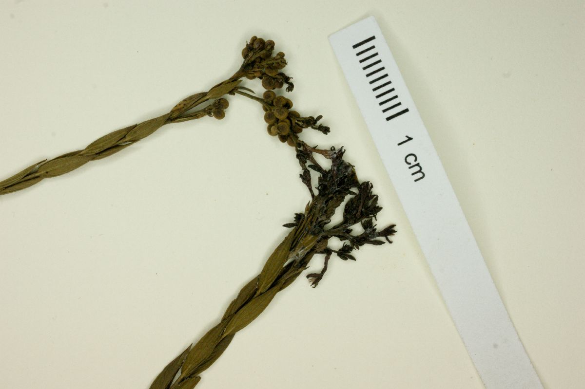 Declieuxia lancifolia image