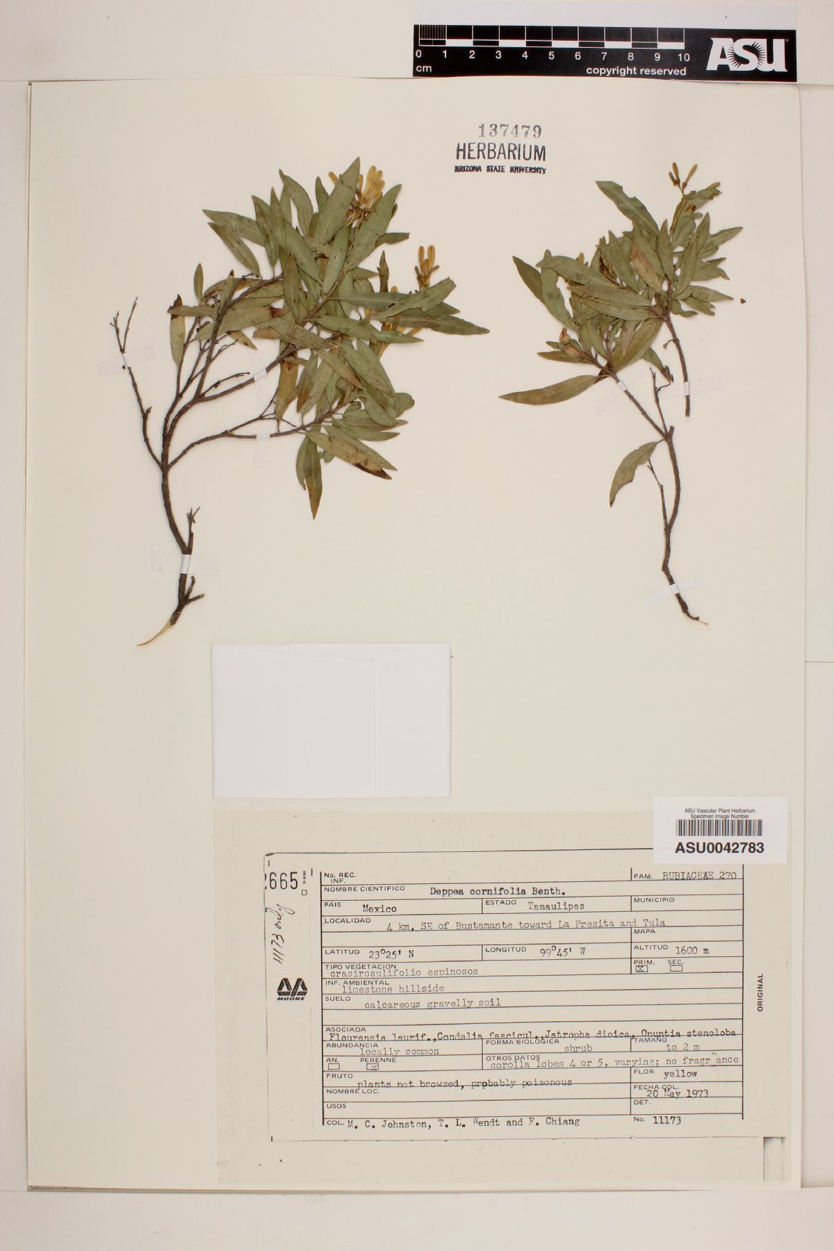 Deppea cornifolia image