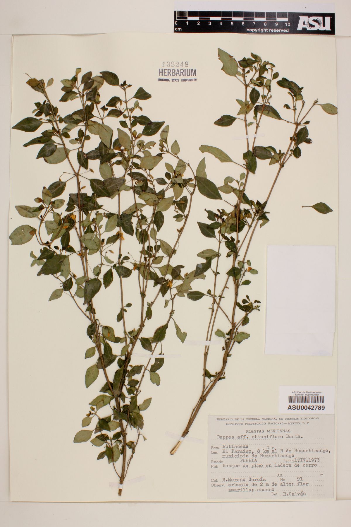 Deppea obtusiflora image