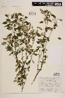 Deppea obtusiflora image
