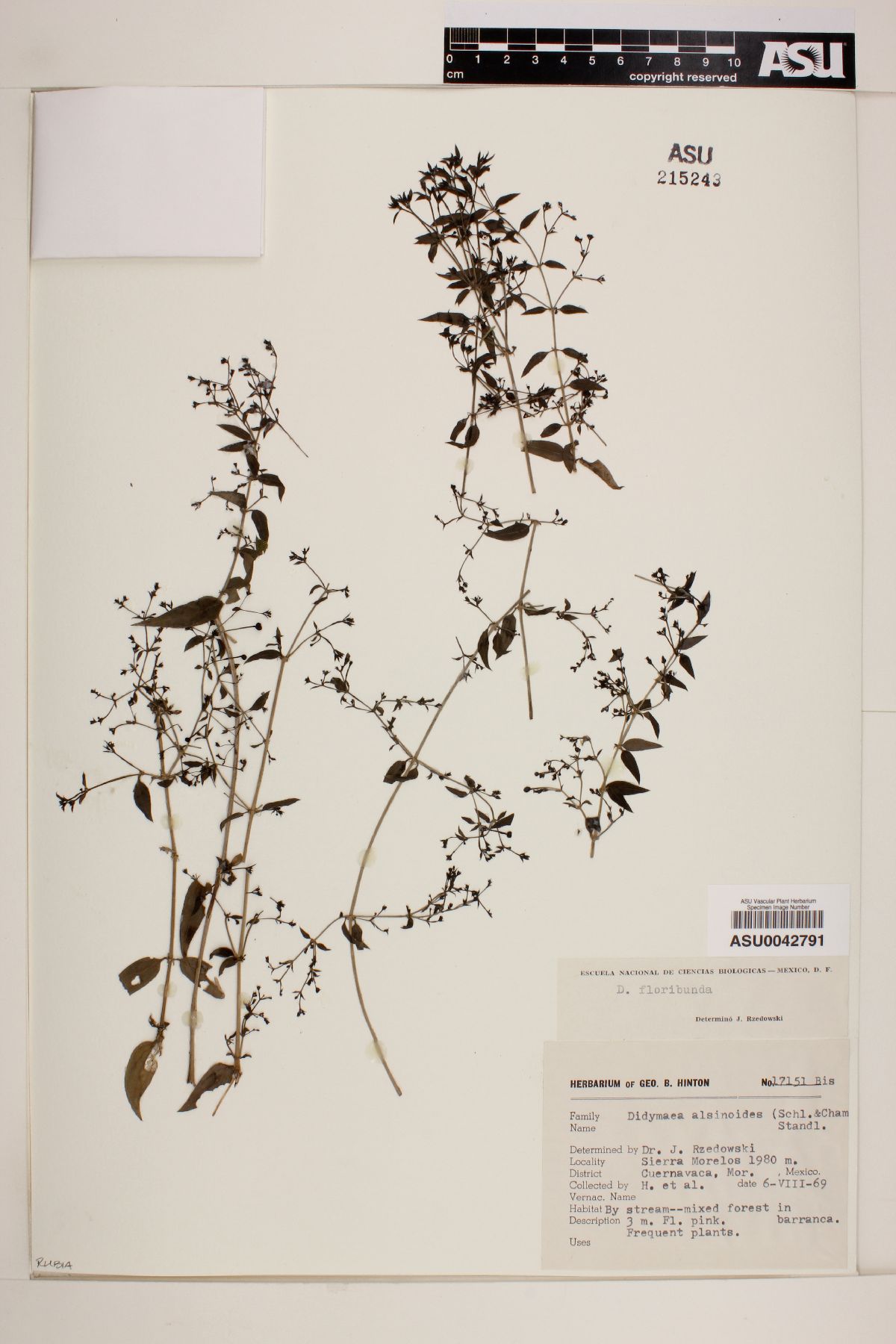 Didymaea floribunda image
