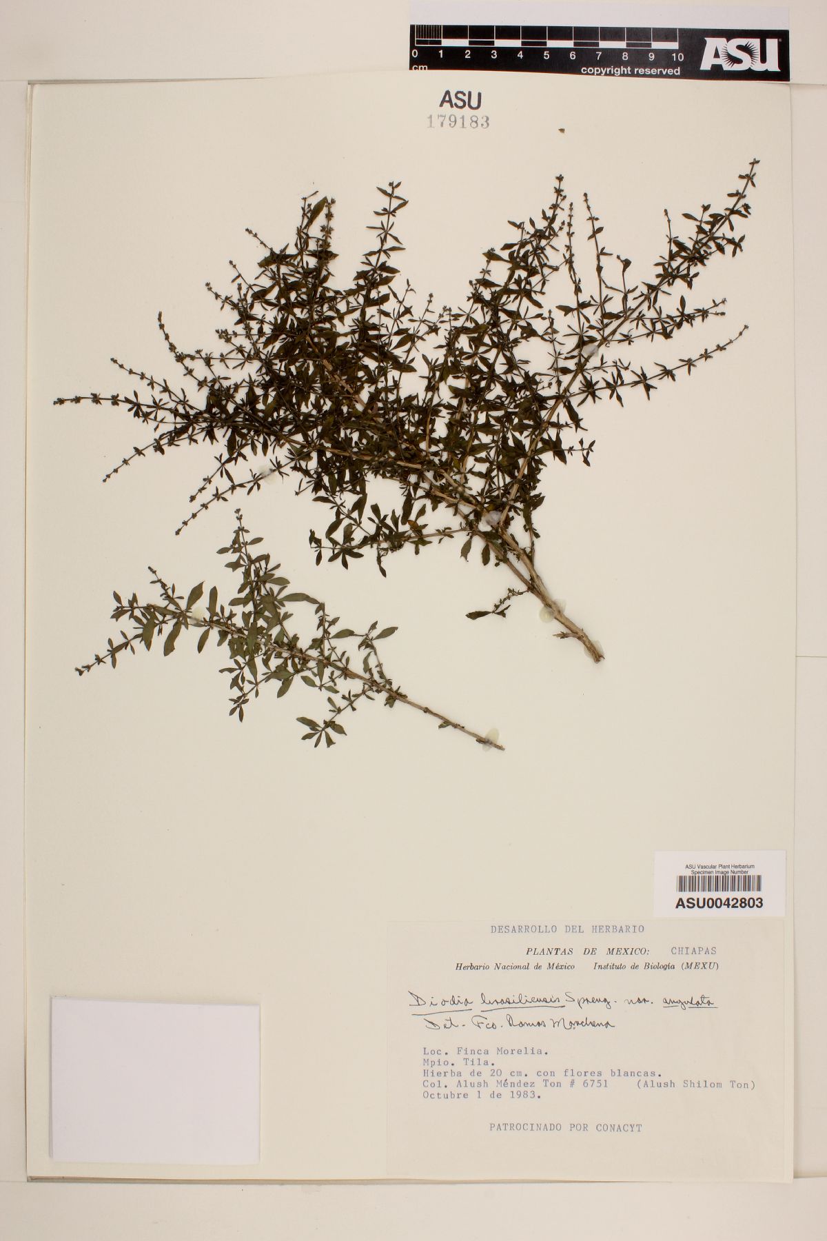 Diodia brasiliensis var. angulata image