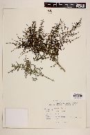 Diodia brasiliensis var. angulata image