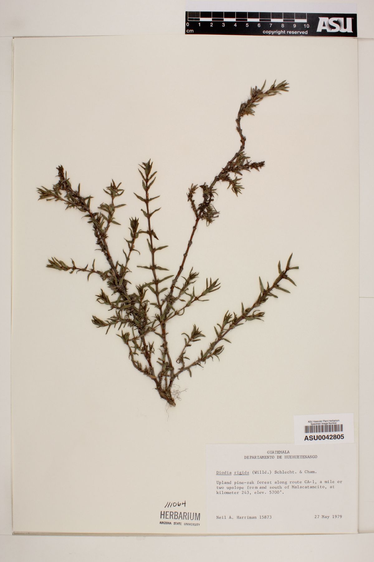 Diodia rigida image