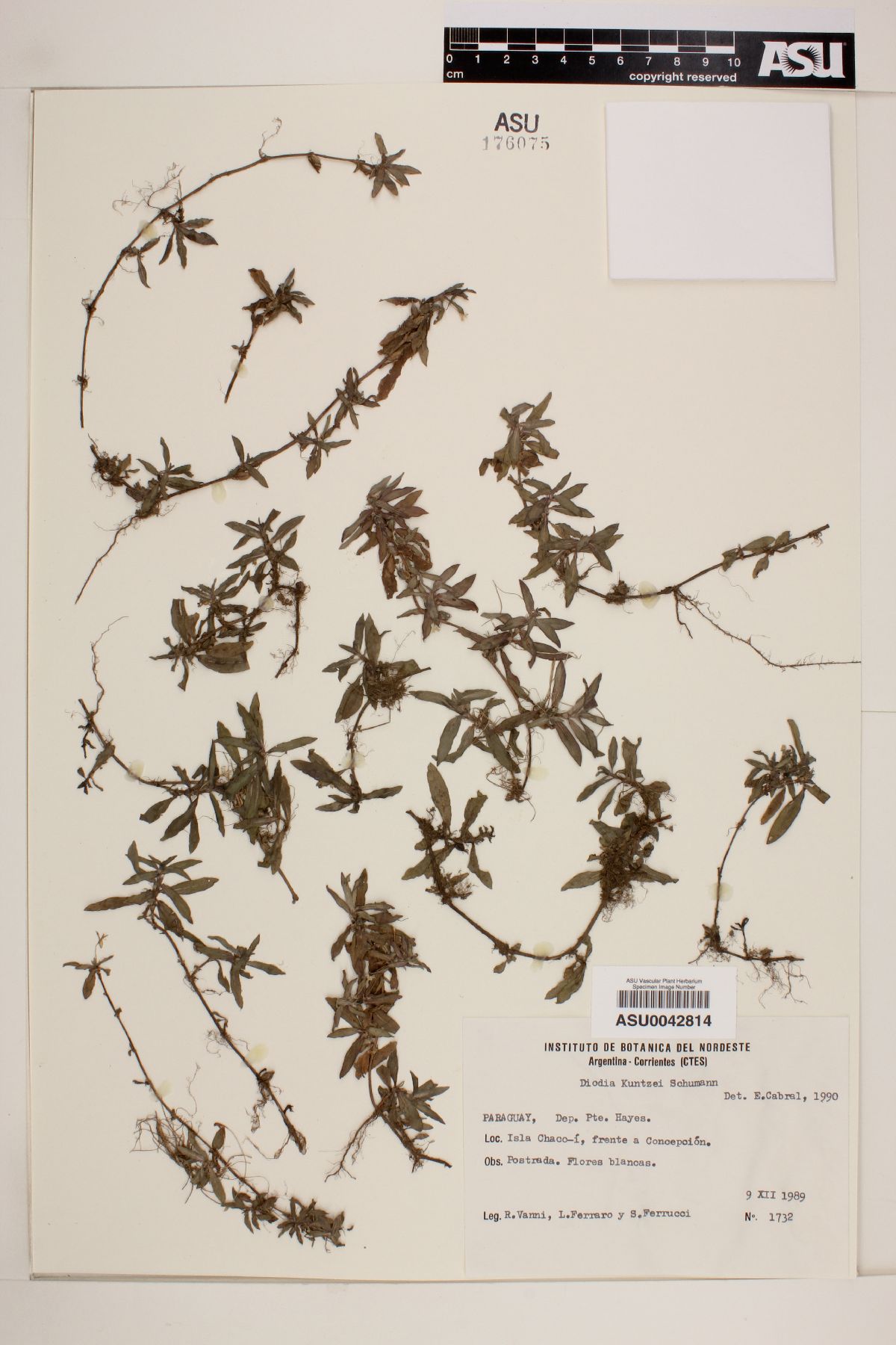 Diodia kuntzei image