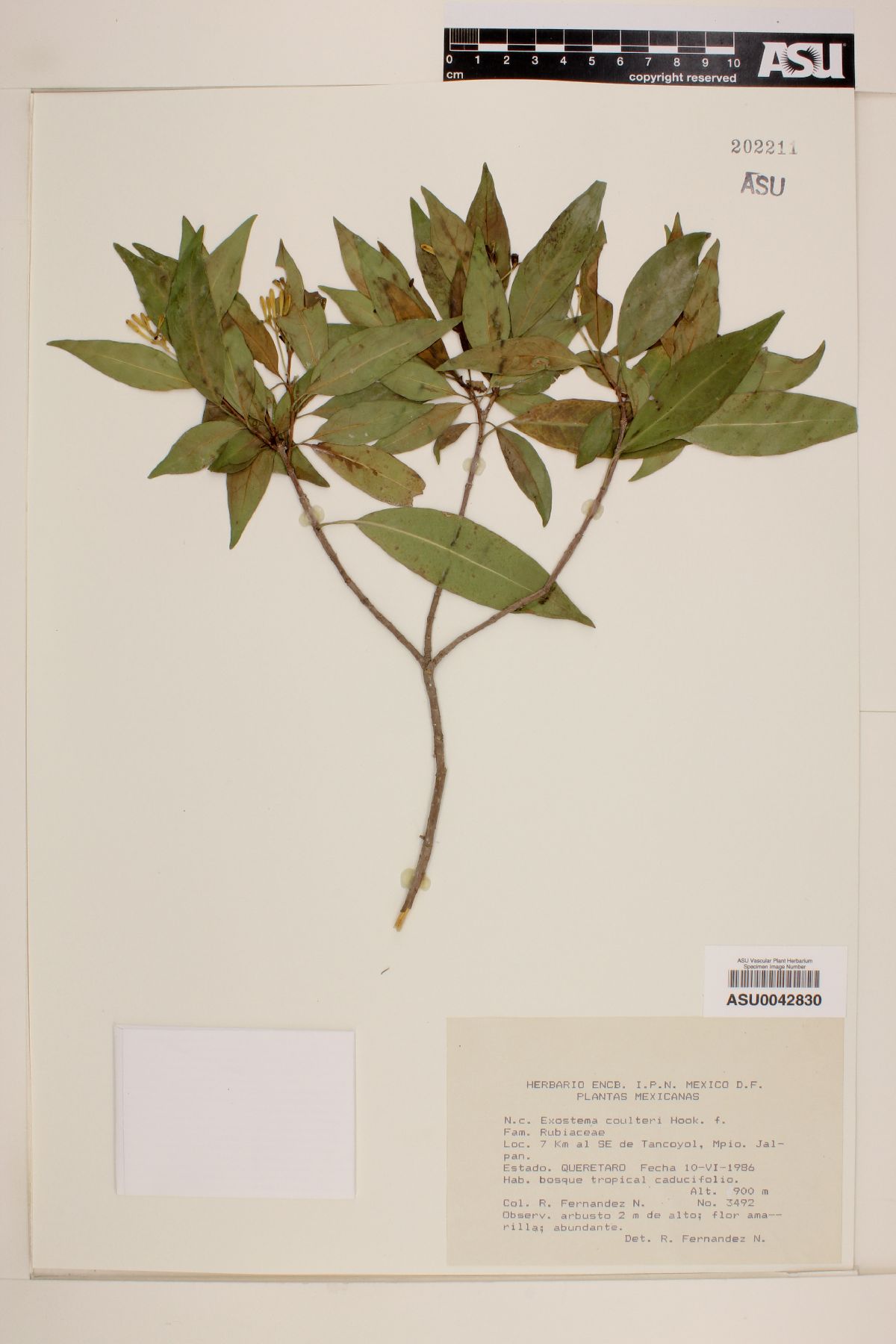 Syringantha coulteri image
