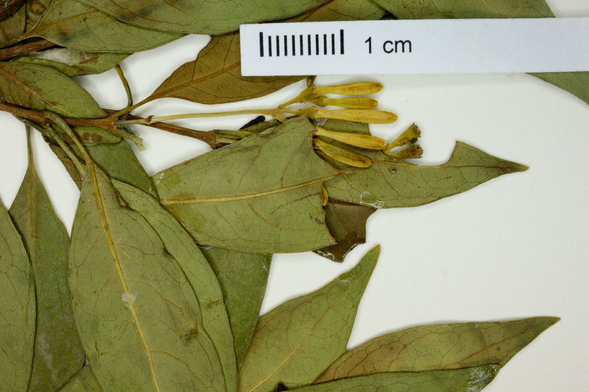 Syringantha image
