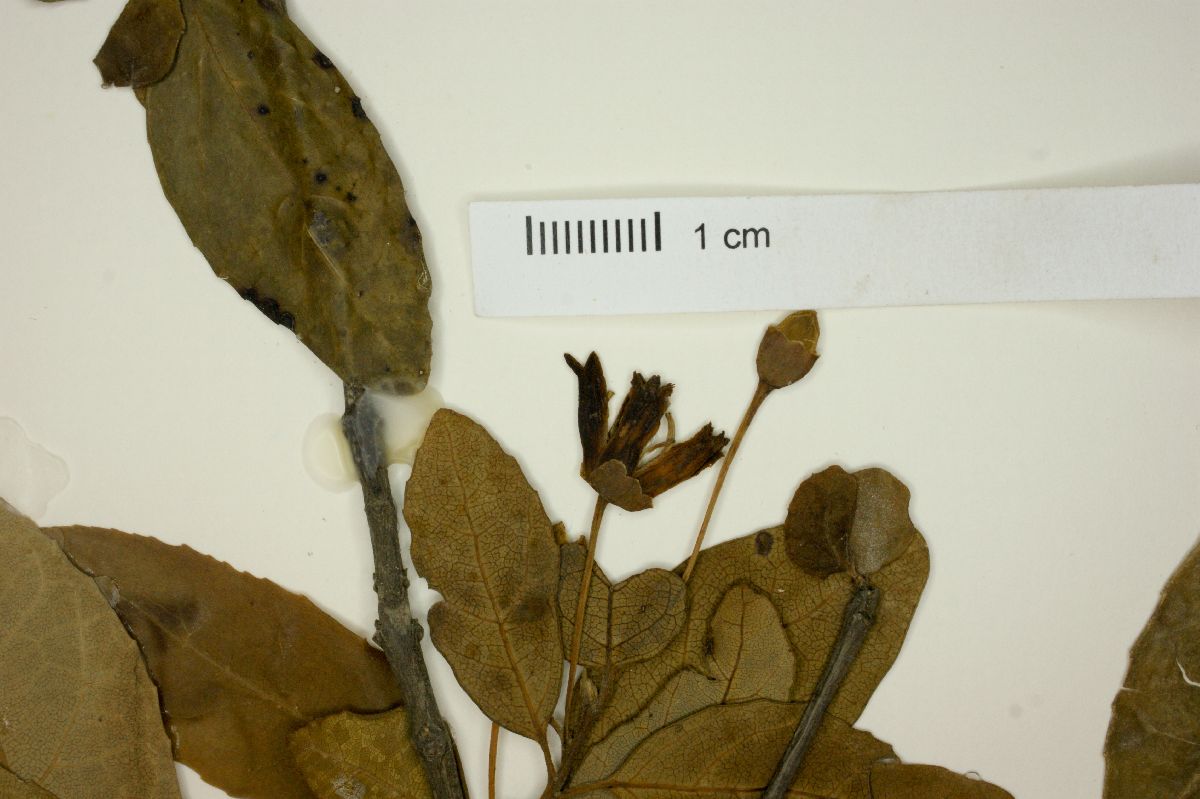 Crinodendron tucumanum image