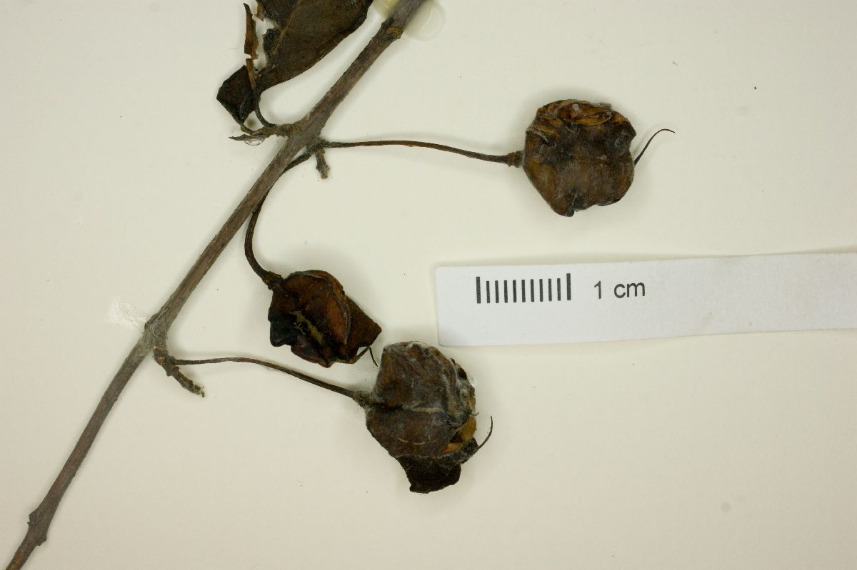 Crinodendron tucumanum image
