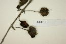 Crinodendron tucumanum image