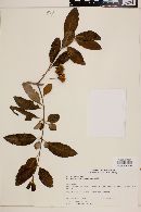 Crinodendron tucumanum image