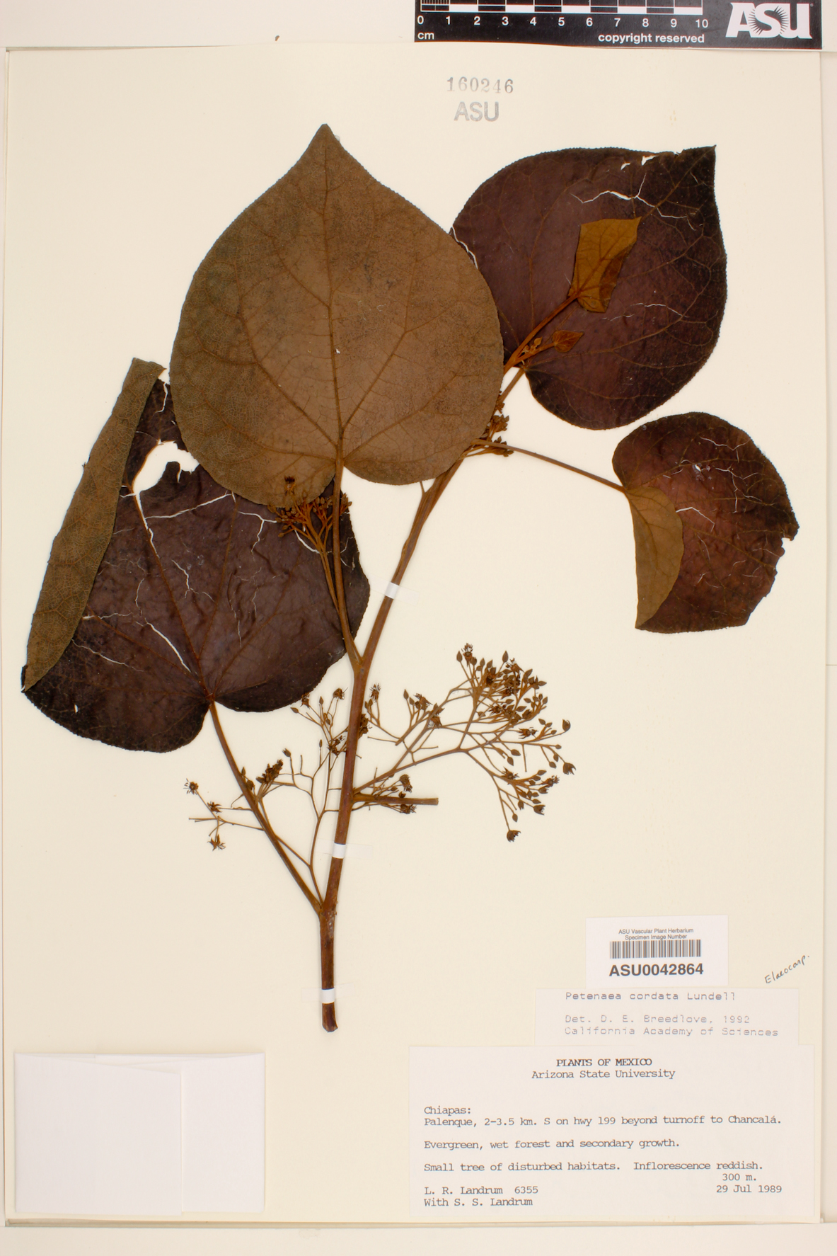 Petenaea cordata image