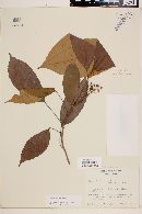 Sloanea schippii image