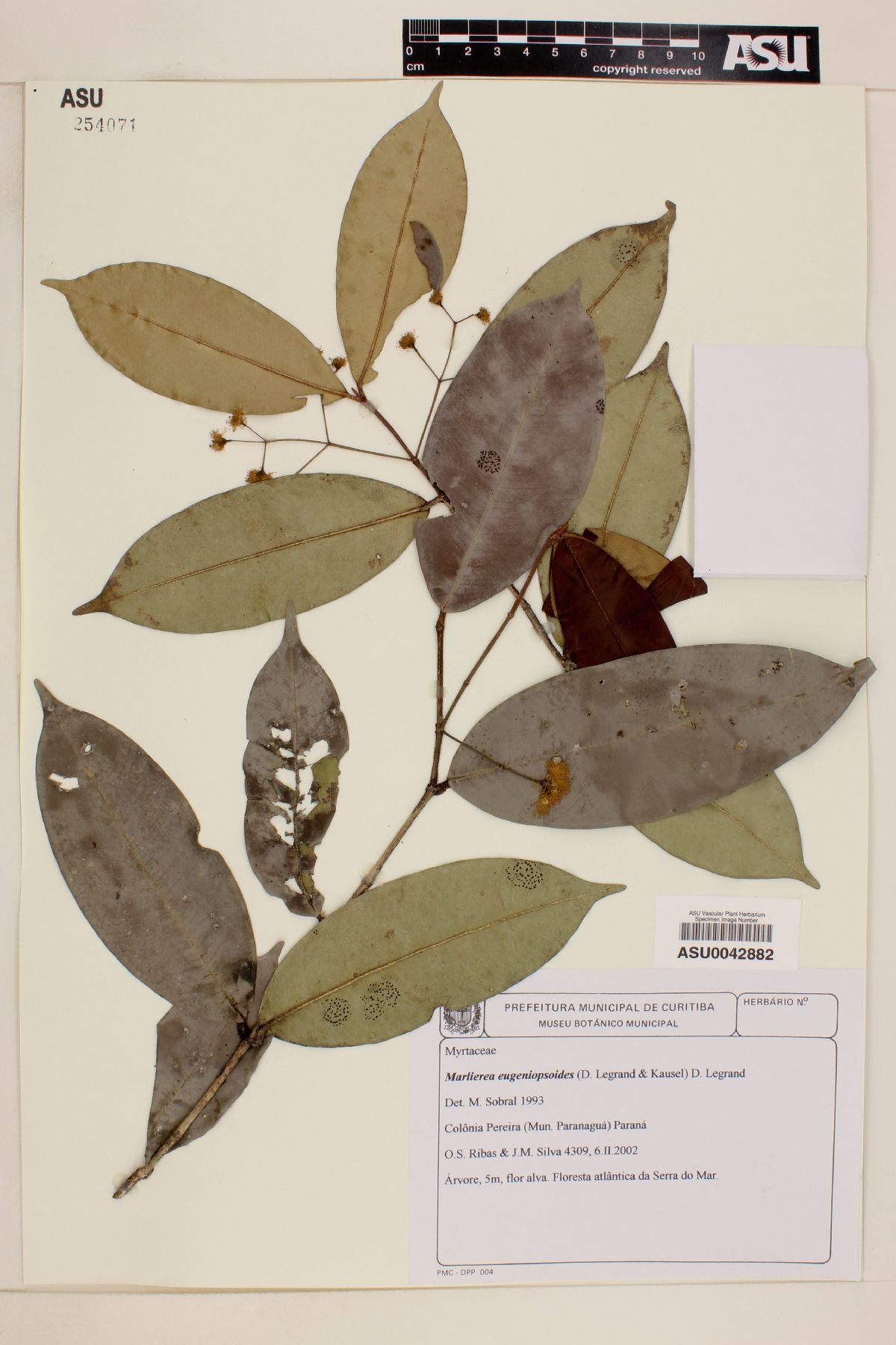 Marlierea eugeniopsoides image