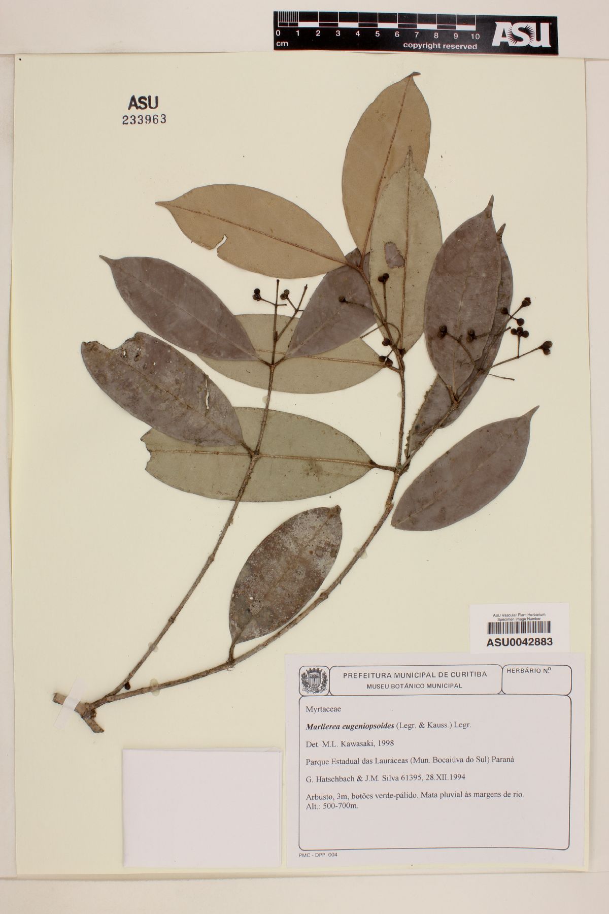 Marlierea eugeniopsoides image