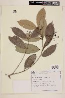 Marlierea eugeniopsoides image