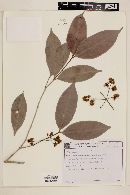 Marlierea eugeniopsoides image