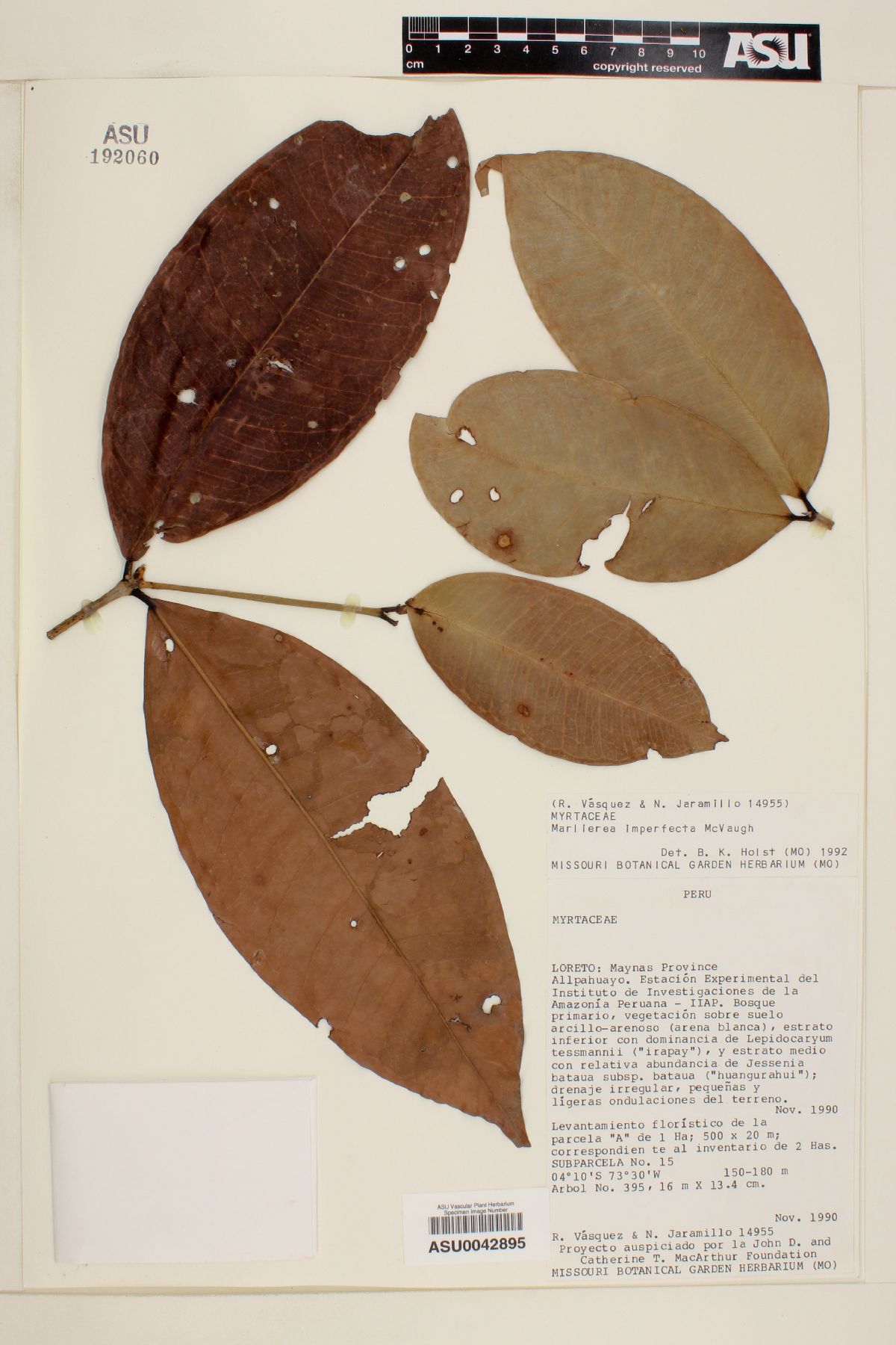 Marlierea imperfecta image