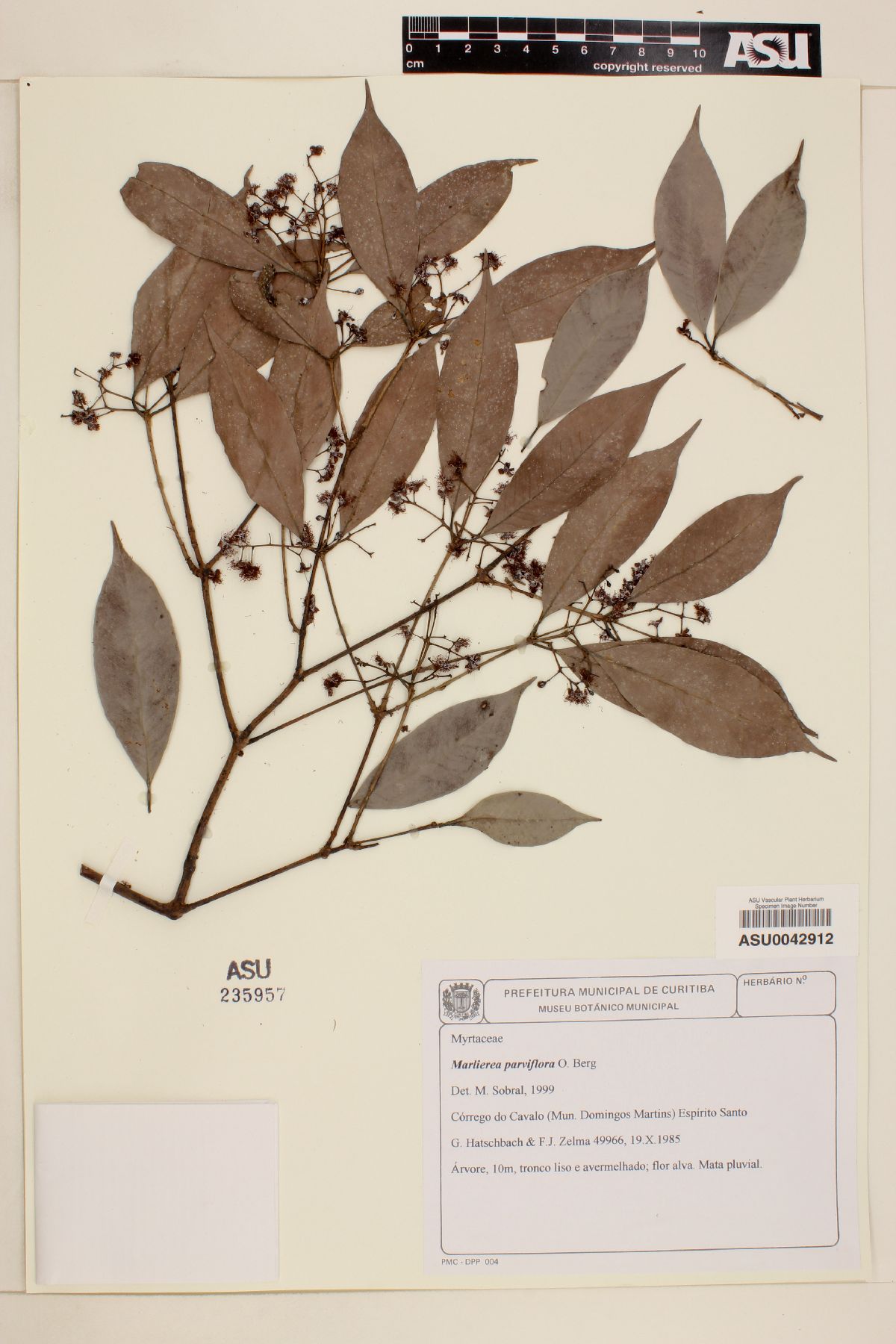 Marlierea parviflora image