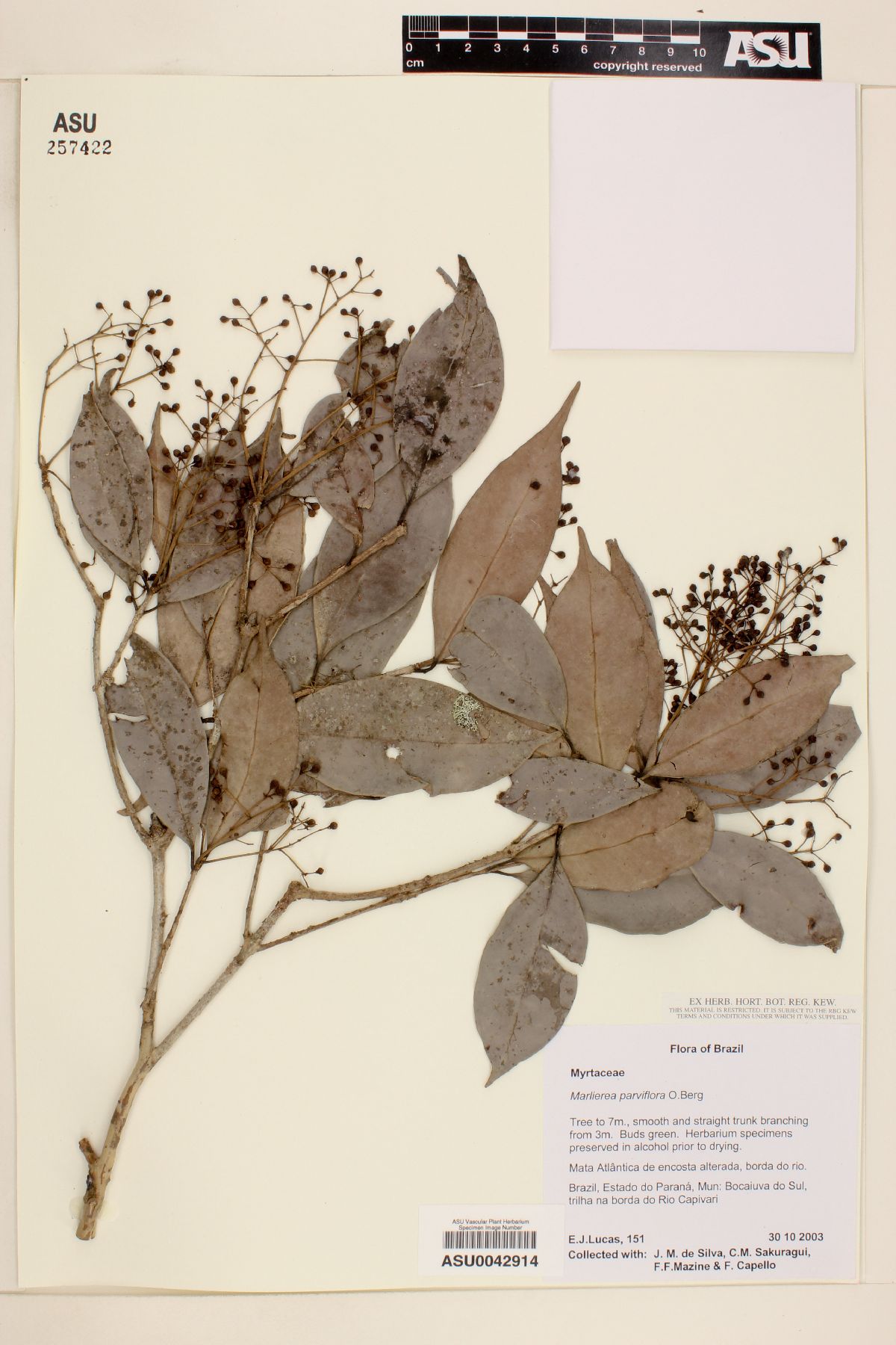 Marlierea parviflora image