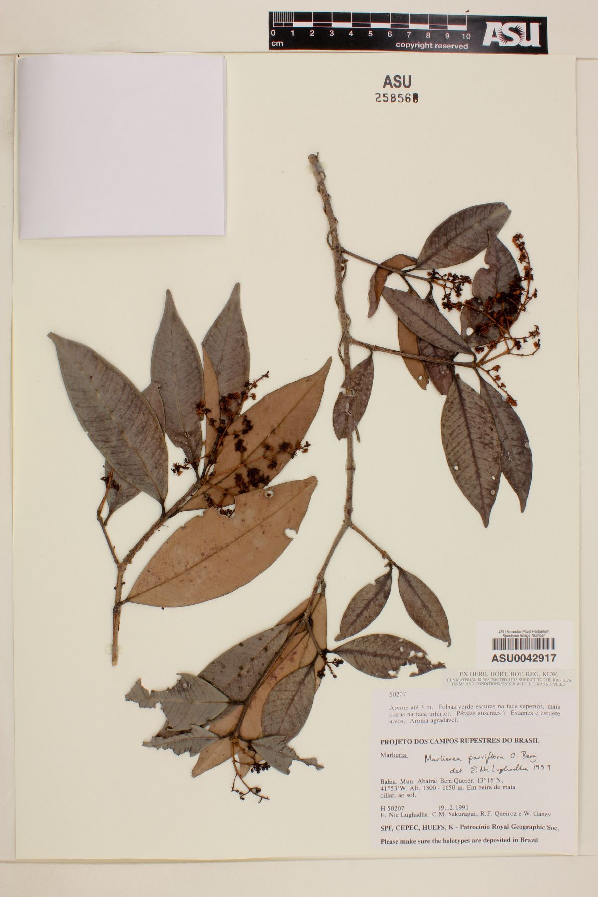 Marlierea parviflora image